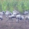 Common Crane