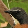 Black Bush-Robin